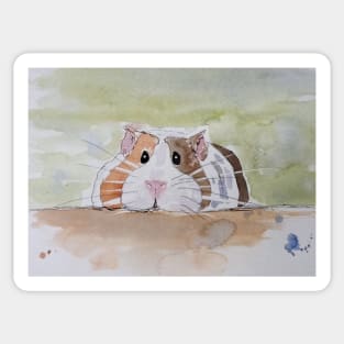 Ginger, white and black Guinea pig Sticker